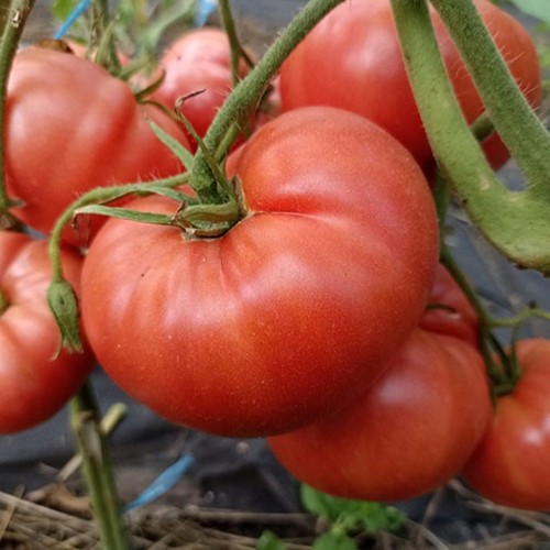 Solanum lycopersicum 'Puzo Karapuza' - Harilik tomat 'Puzo Karapuza' P9/0,55L    